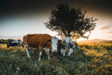 İnekler yeşil çimlerde ve akşam gökyüzü ışıkla
