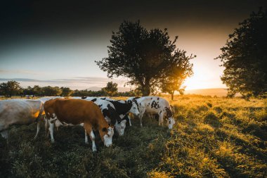 İnekler yeşil çimlerde ve akşam gökyüzü ışıkla