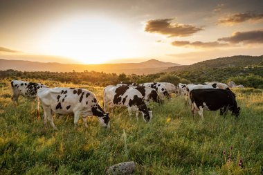İnekler yeşil çimlerde ve akşam gökyüzü ışıkla