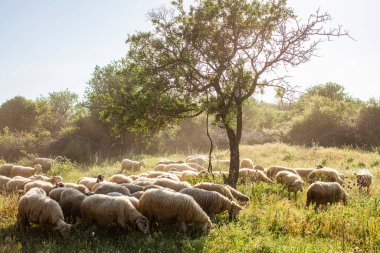 Koyunlar yeşil çimlerde ve akşam gökyüzü ışıkla
