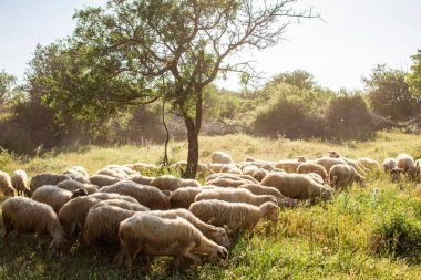 Koyunlar yeşil çimlerde ve akşam gökyüzü ışıkla