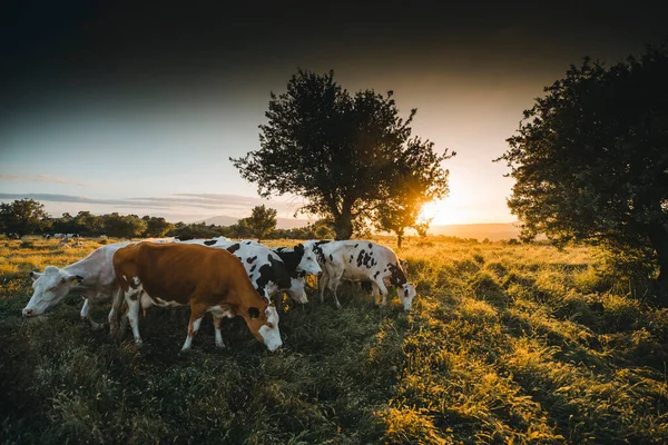 Vacas Sobre Hierba Verde Cielo Nocturno Con Luz — Foto de Stock