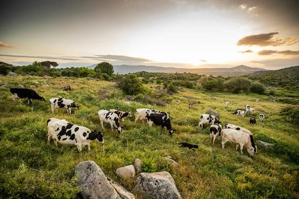 Cows Green Grass Evening Sky Light — Stock Photo, Image