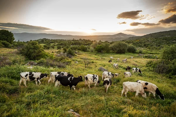 Cows Green Grass Evening Sky Light — Stock Photo, Image