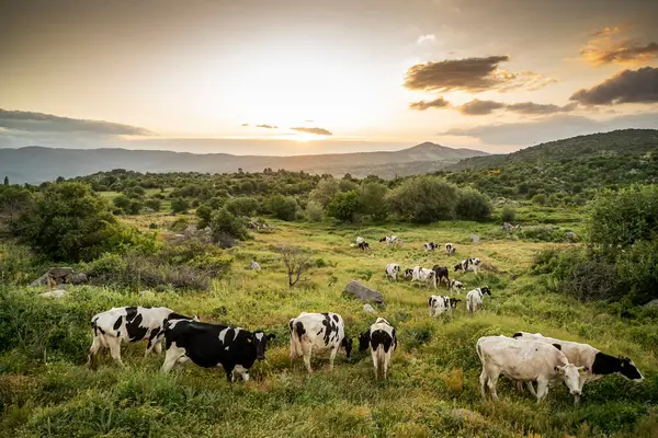Cows Green Grass Evening Sky Light — Stock Photo, Image