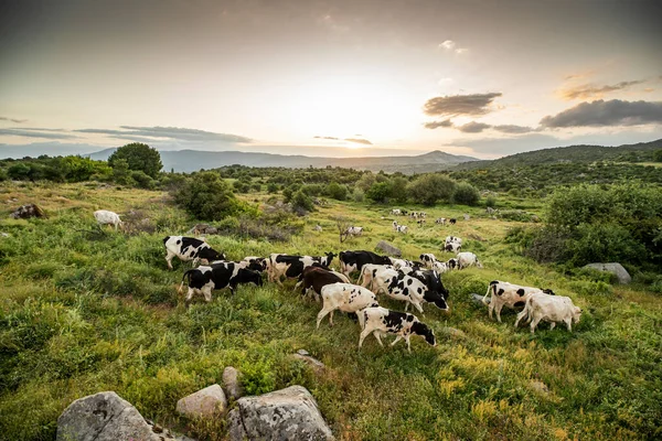 Cows Green Grass Evening Sky Light — Stock Photo, Image