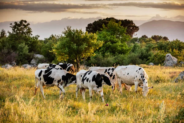 Cows Green Grass Evening Sky Light — Stock Photo, Image