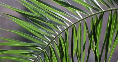 Palm Leaves in Tropical Rainfall with Sunlight