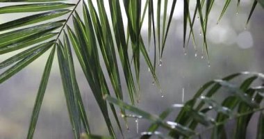 Palm Leaves in Tropical Rainfall with Sunlight
