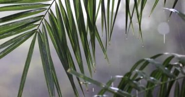 Palm Leaves in Tropical Rainfall with Sunlight