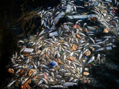 Dead Fish Amidst Ocean Pollution: A Stark Warning for Marine Life