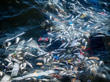 Dead Fish Amidst Ocean Pollution: A Stark Warning for Marine Life