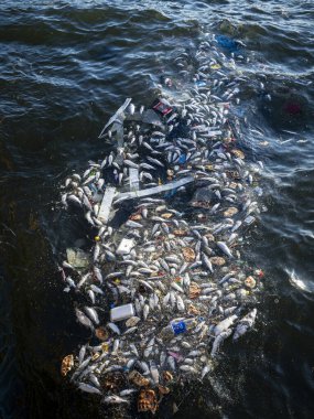Dead Fish Amidst Ocean Pollution: A Stark Warning for Marine Life