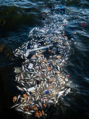 Dead Fish Amidst Ocean Pollution: A Stark Warning for Marine Life