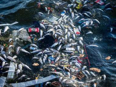 Dead Fish Amidst Ocean Pollution: A Stark Warning for Marine Life