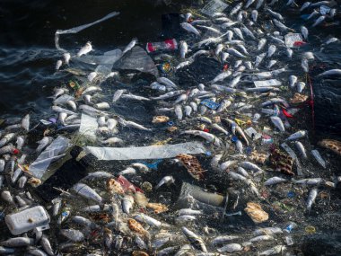 Dead Fish Amidst Ocean Pollution: A Stark Warning for Marine Life