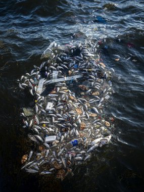 Dead Fish Amidst Ocean Pollution: A Stark Warning for Marine Life
