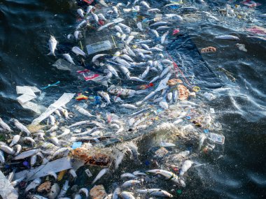 Dead Fish Amidst Ocean Pollution: A Stark Warning for Marine Life