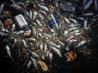 Dead Fish Amidst Ocean Pollution: A Stark Warning for Marine Life
