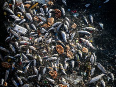 Dead Fish Amidst Ocean Pollution: A Stark Warning for Marine Life