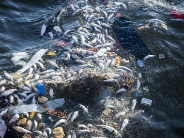 Dead Fish Amidst Ocean Pollution: A Stark Warning for Marine Life