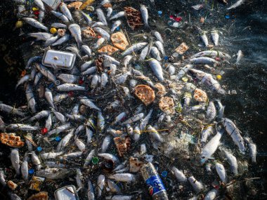 Dead Fish Amidst Ocean Pollution: A Stark Warning for Marine Life