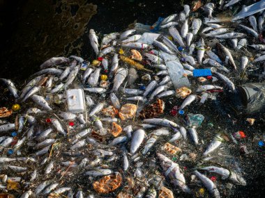 Dead Fish Amidst Ocean Pollution: A Stark Warning for Marine Life