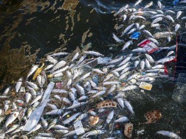 Dead Fish Amidst Ocean Pollution: A Stark Warning for Marine Life
