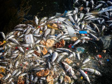 Dead Fish Amidst Ocean Pollution: A Stark Warning for Marine Life