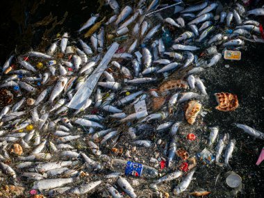 Dead Fish Amidst Ocean Pollution: A Stark Warning for Marine Life