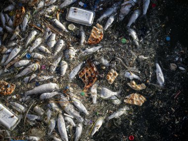 Dead Fish Amidst Ocean Pollution: A Stark Warning for Marine Life