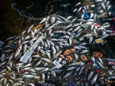 Dead Fish Amidst Ocean Pollution: A Stark Warning for Marine Life