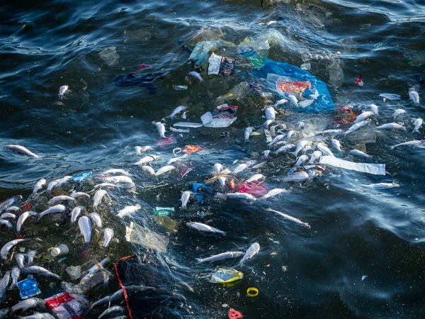 Dead Fish Amidst Ocean Pollution: A Stark Warning for Marine Life