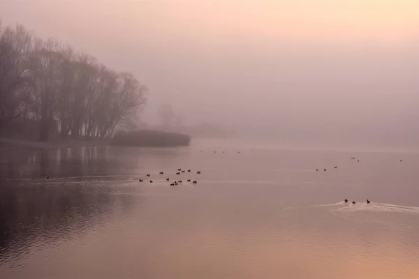 Mgła Nad Jeziorem — Zdjęcie stockowe