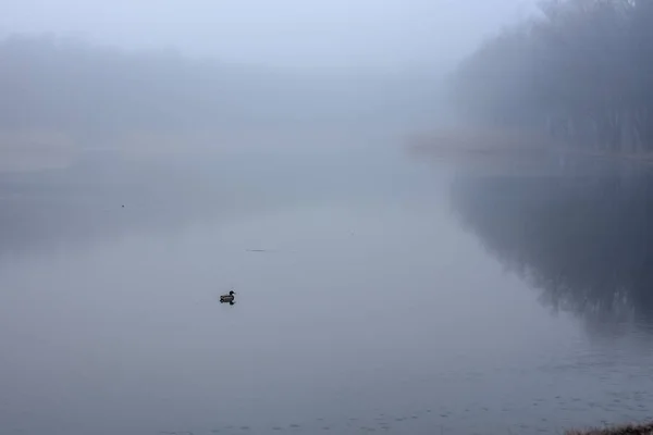 Duck Fog — Stock Photo, Image