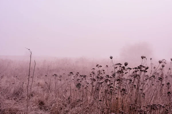 Nevoeiro Inverno Prado — Fotografia de Stock