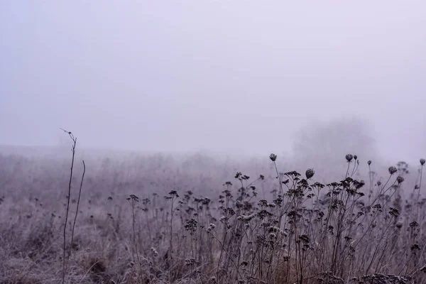 Nevoeiro Inverno Prado — Fotografia de Stock