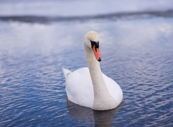 Polonya denizinde beyaz kuğu