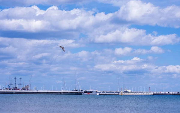 Polonya denizinde beyaz kuğu