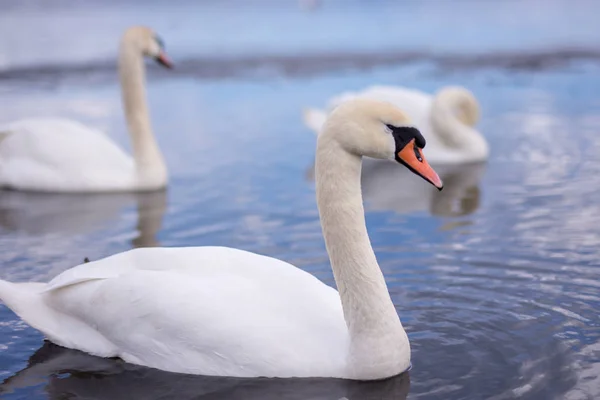 Polonya denizinde beyaz kuğu