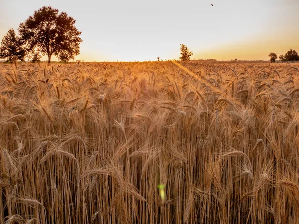 eğe üzerinde balet, yaz günbatımı