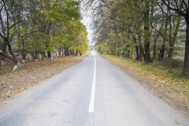 Yol için uzun bir yol. Ağaçlar arasında çalışan yol Merkezi kompozisyon.