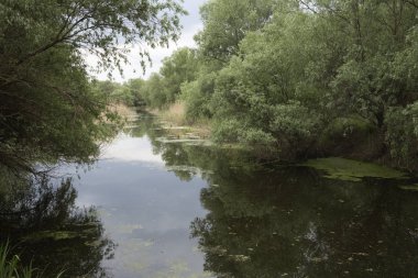 Su olan bir işte. Willows gölet yüzeyinin yansıtan.