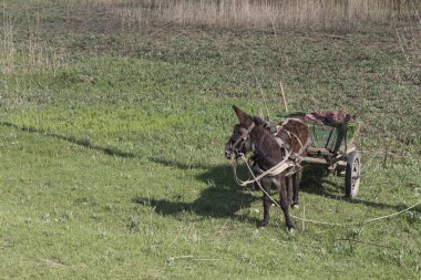 Bir eşek ile manzara. Bir eşek ile bir yük alanı arasında bir yaz gününde taşır..