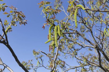 Önümüzdeki bir ceviz. Yakın çekim. Bu görüntü arka plan olarak kullanılabilir.