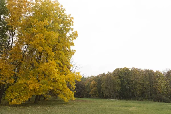 Herfst Een Botanische Tuin Grote Gele Maple Botanische Tuin Van — Stockfoto