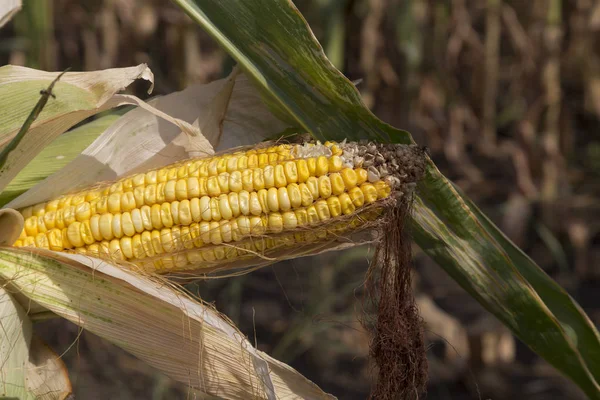 Ripe Indian Corn Corncob Depicted Close Photograph — Stock Photo, Image