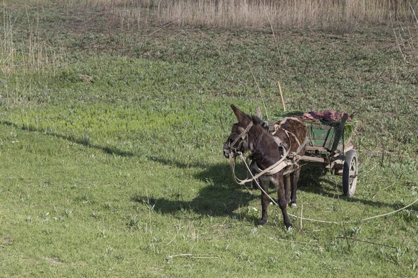 Bir eşek ile manzara. Bir eşek ile bir yük alanı arasında bir yaz gününde taşır..