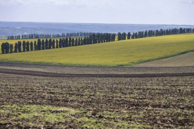 Güzel yaz yatay olarak toscana bölgesi gibi. Ekilebilir arazinin bir ön planda yer alır. Ayçiçeği ve Lombardiya kavak Fiel bir arka planda yer alan.