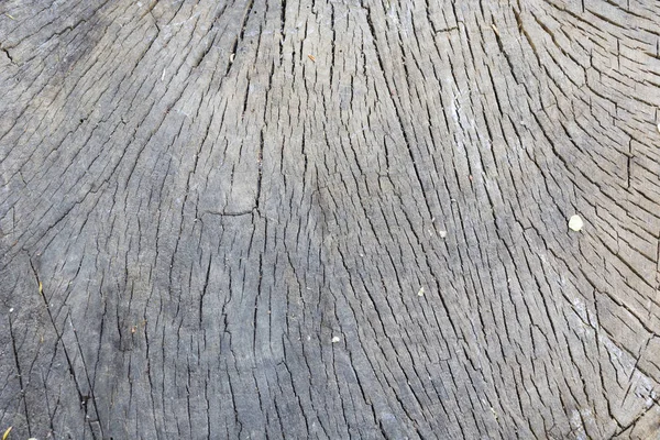 Old Slice Tree Background Close Annual Rings Tree — Stock Photo, Image